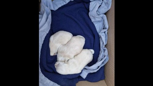 Welpen-Drama im Taunus: Tierheim sucht dringend Ziehmama für Hundebabys