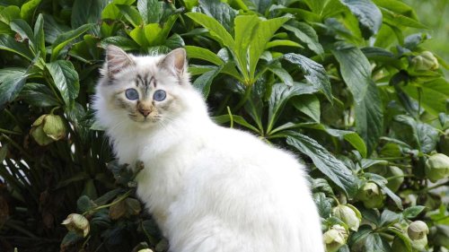 Diese fünf Katzenrassen würde ein Tierarzt niemals halten – und erklärt auch, warum