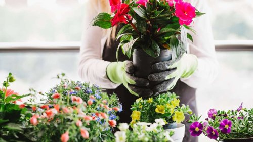 Blumen und Gemüse: Wann fängt man an, den Balkon zu bepflanzen?
