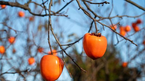 Von Kiwi bis Granatapfel: Diese Exoten wachsen im heimischen Garten