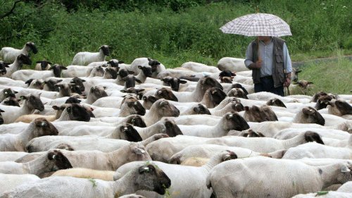 Schafskälte 2023: Wann sie kommt und was es mit dem Wetterphänomen auf sich hat