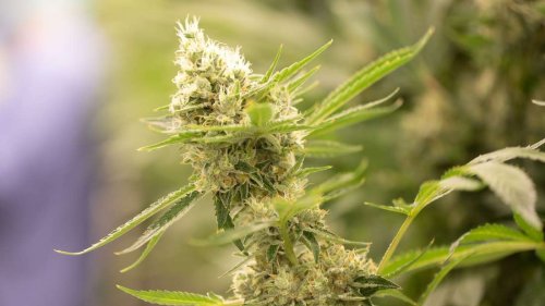 „Reinheitsgebot“ bei Cannabis - Verband fordert Standards