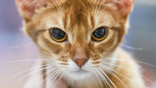 4 Dinge, die Halter ständig tun, aber Katzen nicht ausstehen können