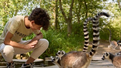Die besten Safariparks in ganz Europa – Deutschland überrascht auf Platz 2