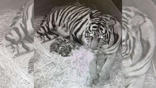 Video zeigt: Tigerbabys im Zoo Frankfurt machen große Fortschritte