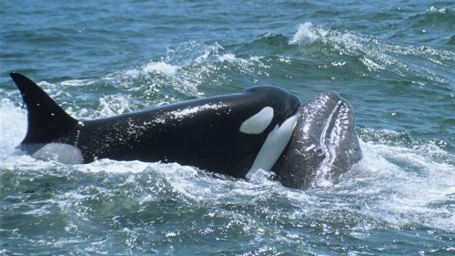 Erbarmungslose Jagd: Forscher filmen, wie Orcas gigantische Blauwale bei lebendigem Leib fressen