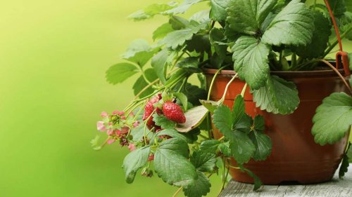 Oh, du schöne Erdbeerzeit! Aber wann ist eigentlich die Pflanzzeit von Erdbeeren?