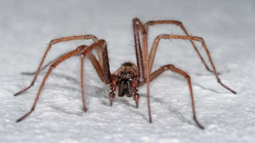 Nosferatu- oder Hauswinkelspinne? Der entscheidende Unterschied