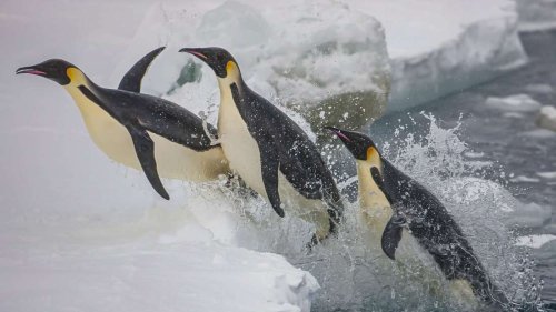 15 Jahre Aprilscherze: Von fliegenden Pinguinen und fleißigen Felsenputzern