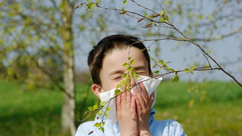 Liste zeigt die schlimmsten Pflanzen für Allergiker – was dringend aus dem Garten muss