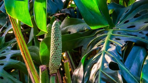 Monstera zum Blühen bringen: Was die Zimmerpflanze dafür braucht