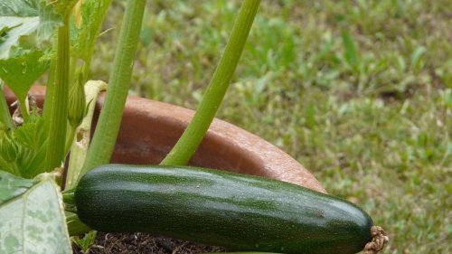 Um Zucchini platzsparend anzubauen, ist eine Rankhilfe nötig