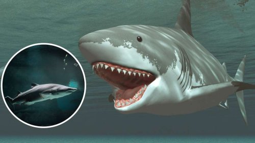 Gigantische Biss-Spuren nähren Gerüchte um Urzeit-Riesenhai - zwei Sichtungen in kurzer Zeit