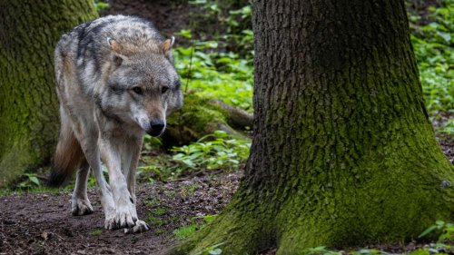 Vorfall mit Raubtier mitten in Italien: Wolf attackiert Frau beim Gassigehen – und trägt Hund weg