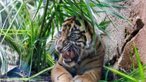Süßer Nachwuchs im Frankfurter Zoo erstmals für Besucher sichtbar