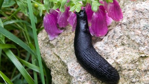 Schützen Sie Ihre Pflanzen mit Fingerhut vor Schnecken