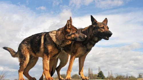 Hund rettet Freund mit Blutspende das Leben