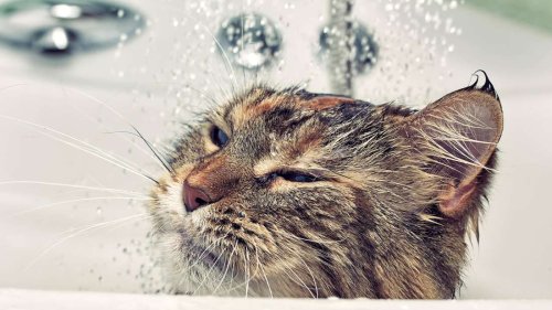 Falsches Element? Katze schippert auf DIY-Boot in der Badewanne – und sie liebt es