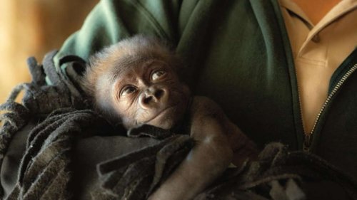 Gorilla-Frühchen von Mama verstoßen – jetzt kuscheln die Pfleger mit Jameela