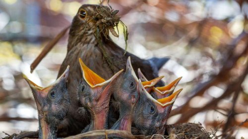 Vogelküken in Gefahr: Nicht das ganze Jahr Futter ausstreuen
