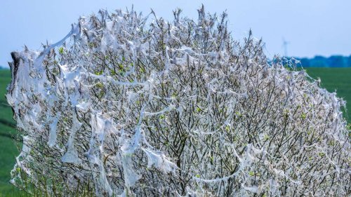 Silbrige Netze im Baum? – Das steckt hinter dem bizarren Naturschauspiel