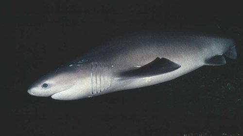 Forscher filmen „Monster“-Hai – er ist größer als ihr U-Boot
