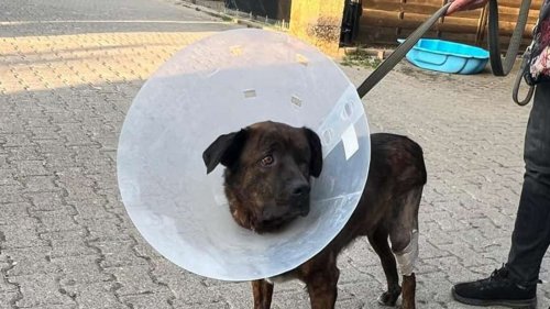 Hattersheim: Hund Mickey wurde misshandelt – Tierheim bittet um Hilfe