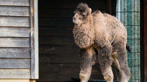 Opel-Zoo feiert Trampeltier-Nachwuchs – Valentina erobert Kronberg