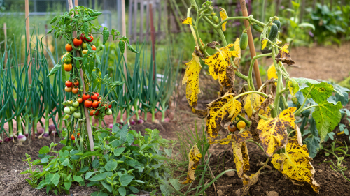 Die besten Nachbarn für Tomaten – diese Gemüse fördern die Ernte