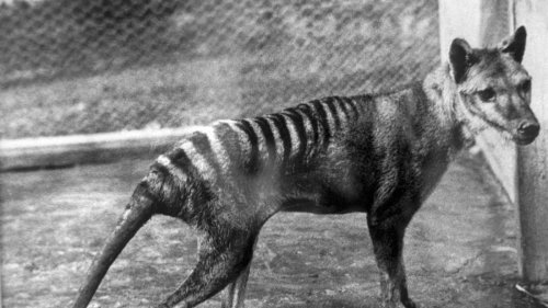 Ausgestorbenes Tier vor Rückkehr? Forschungsgruppe gewinnt RNA von Tasmanischem Tiger