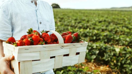 „Kann katastrophale Auswirkungen haben“ – Warum Sie Erdbeeren nicht im April kaufen sollten