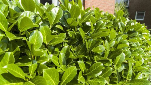 Achtung: Diese Pflanzen sind im Garten verboten