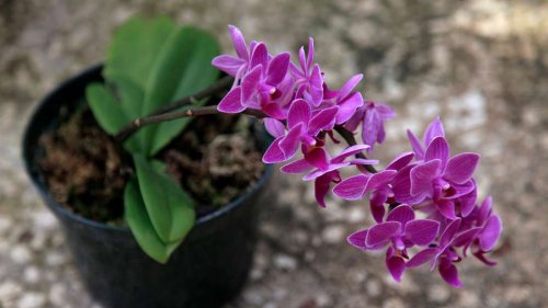 Ein natürliches Orchideen-Pflaster heilt verletzte Pflanzen