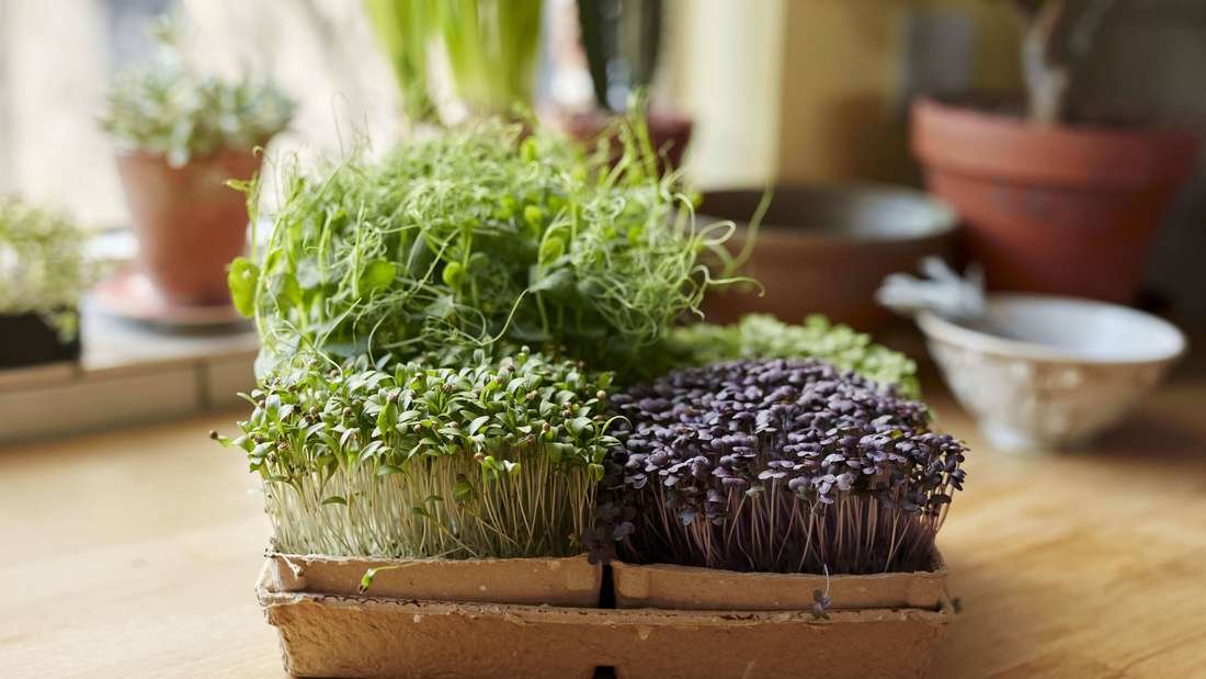 Nährstoff-Power im Winter – Microgreens in nur wenigen Tagen anbauen