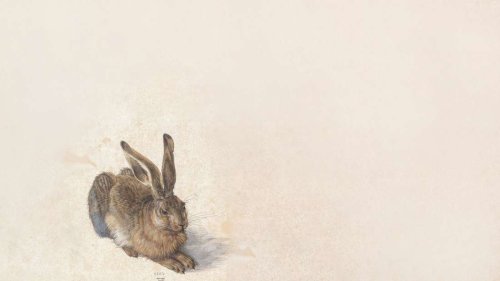 Wissen, wie der Hase läuft