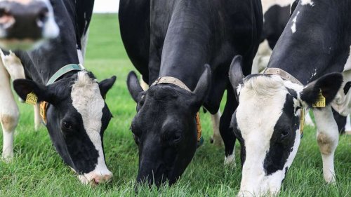 Grasfütterung für Kühe macht Milchproduktion nachhaltiger