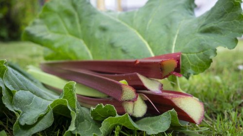Rhabarber pflanzen: Was ist der beste Standort für das fruchtig-saure Gemüse?
