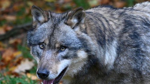 Dem Wolf mit Gentechnik auf der Spur - Forschungsinstitut analysiert tausende Proben