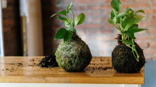 Pflanzendeko aus Moosbällen selber machen – Sie brauchen dafür nicht mal einen Blumentopf