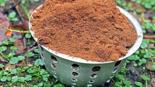 Vorsicht beim Düngen: Diese Pflanzen vertragen keinen Kaffeesatz