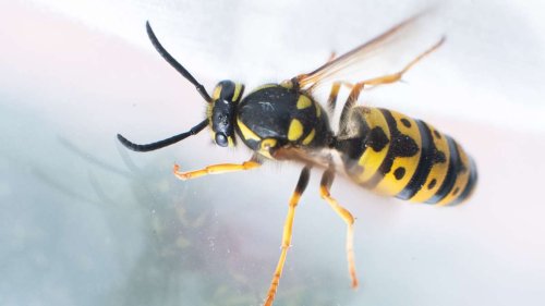 Warum Wespen und Co. an Scheiben rauf und runter schwirren