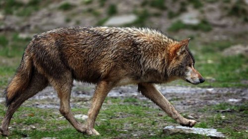 Abschuss von 12 Wolfsrudeln in der Schweiz genehmigt