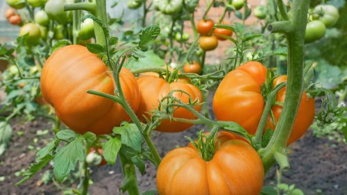 Drei Dinge, die Sie beim Anbau von Fleischtomaten beachten sollten
