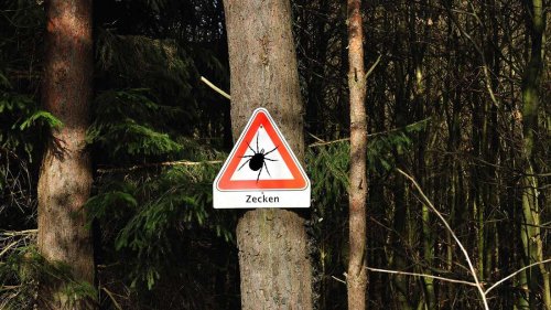 FSME-Gefahr durch Zecken: Nur eine Stadt gilt als Risikogebiet