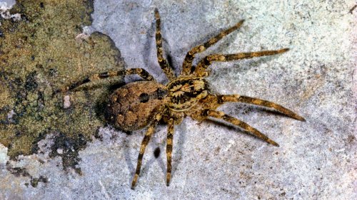 Nosferatu-Spinne verbreitet sich rasant: Biss durchdringt menschliche Haut – und kann gefährlich sein