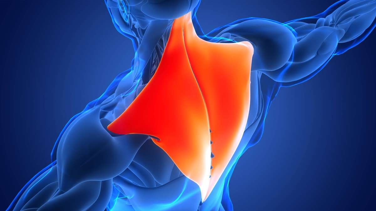 Trapezmuskel kräftigen: Top-Übungen mit und ohne Geräte