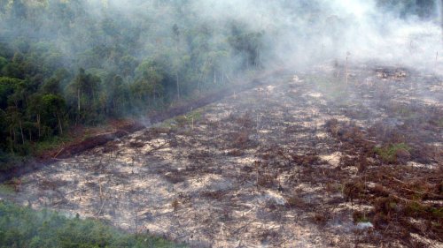 Rettung der Kohlenstoffmärkte: Wie die Weltbank Waldschutz-Zertifikate verbessern will