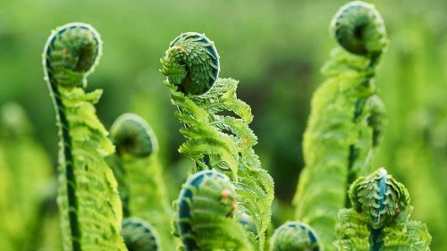 Die schönsten Farne für Ihren Garten – Urwaldfeeling inklusive