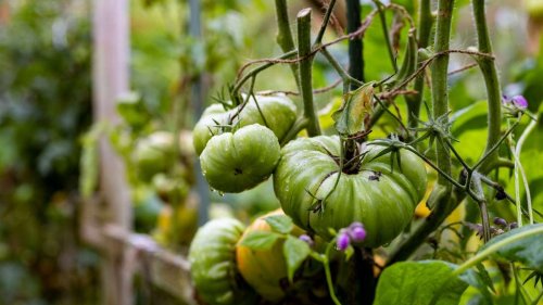 Pflanzen aus Supermarkt-Gemüse ziehen - geht das?
