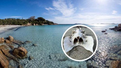 Ungewöhnlicher Knochen-Fund an Italien-Strand: Masseur legt sich fest